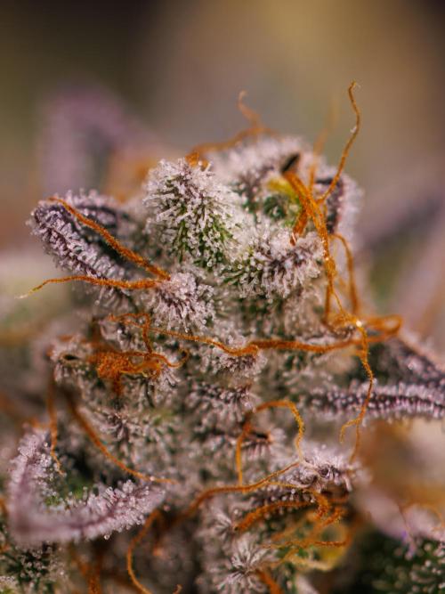 Tester# 604d x 1500 - Paradise Seeds. Week 15