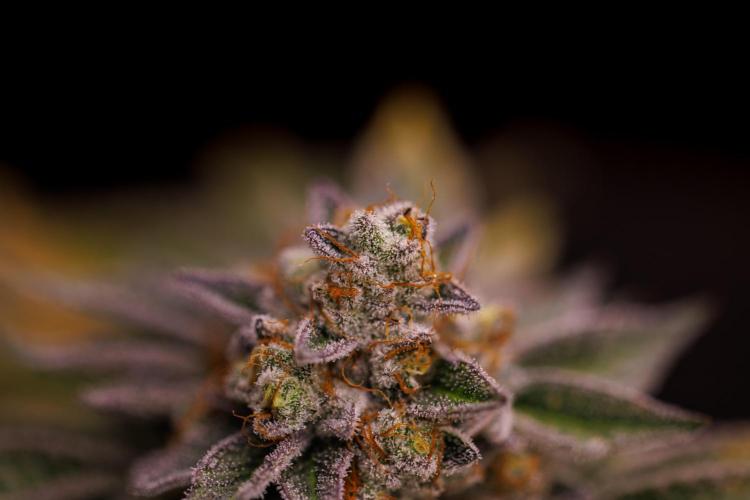 Tester# 604d x 1500 - Paradise Seeds. Week 15