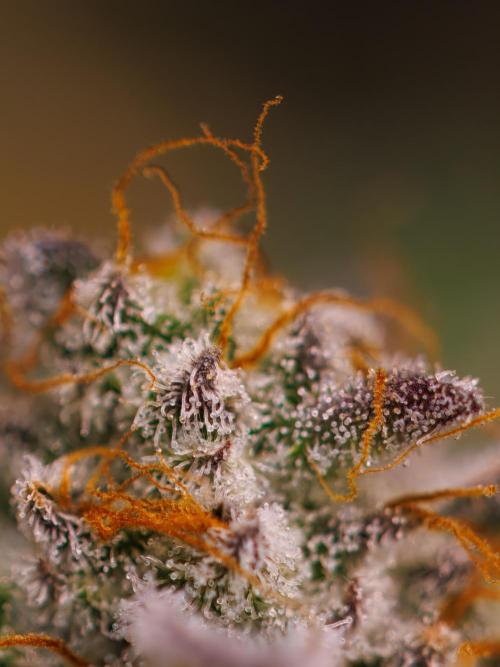 Tester# 604d x 1500 - Paradise Seeds. Week 15