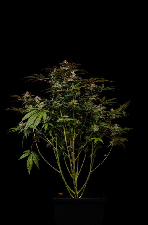 Tester# 605E x 1500. Week 15