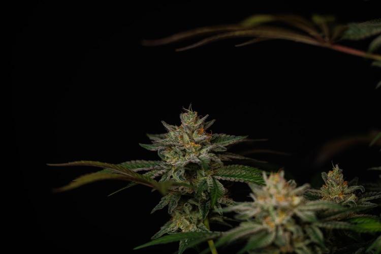 Tester# 605E x 1500. Week 15
