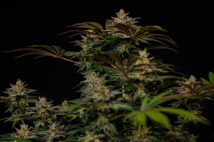 Tester# 605E x 1500. Week 15