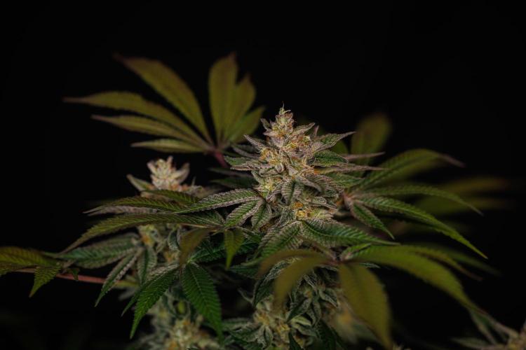 Tester# 605E x 1500. Week 15