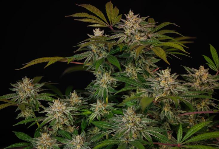 Tester# 605E x 1500. Week 15