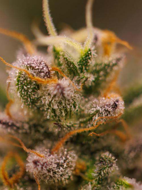 Tester# 605E x 1500. Week 15