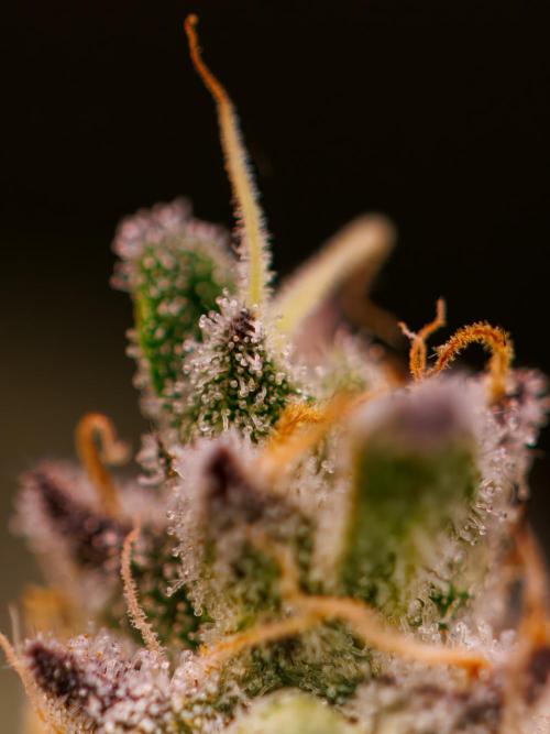 Tester# 605E x 1500. Week 15