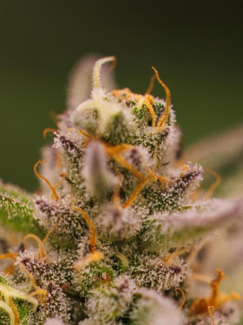 Tester# 605E x 1500. Week 15