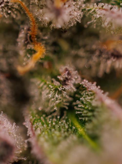 Tester# 605E x 1500. Week 15
