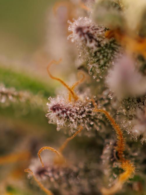 Tester# 605E x 1500. Week 15