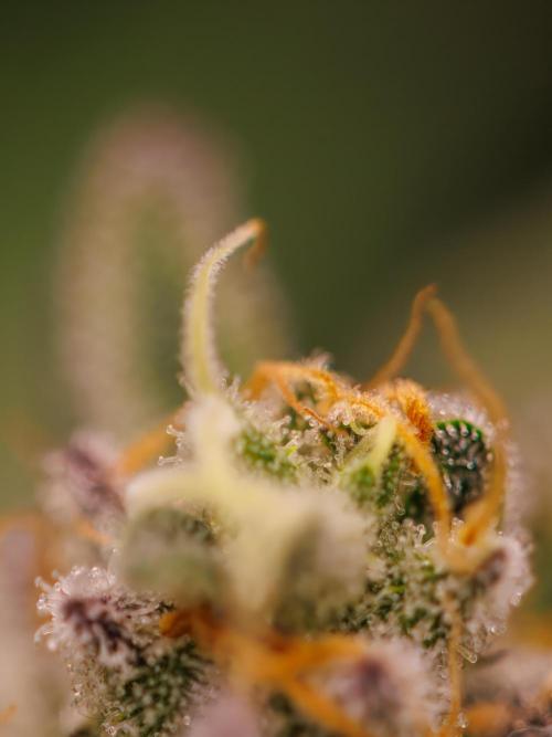 Tester# 605E x 1500. Week 15