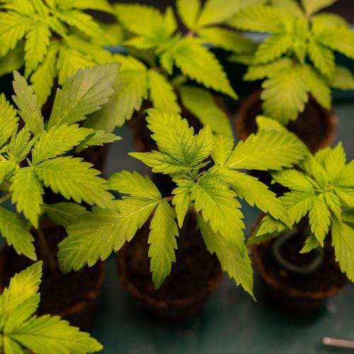Banana Guava Auto - FastBuds. Week 2