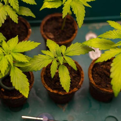 Guava Runtz Auto. Week 2