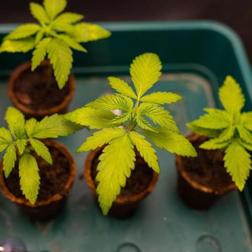 Guava Auto RF3 - FastBuds. Week 2