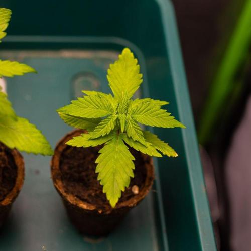 Mendo Guava Auto. Week 2