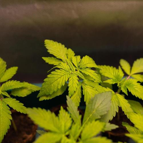 Purple Berry Kush - Spliff Seeds. Week 2