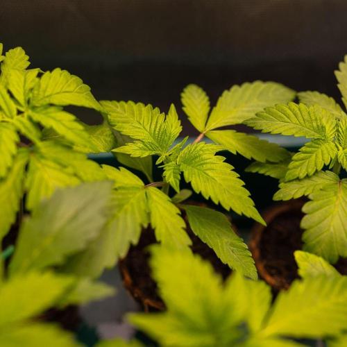 Afghani Gold - Spliff Seeds. Week 2