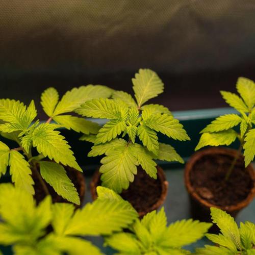 Gelato - Spliff Seeds. Week 2