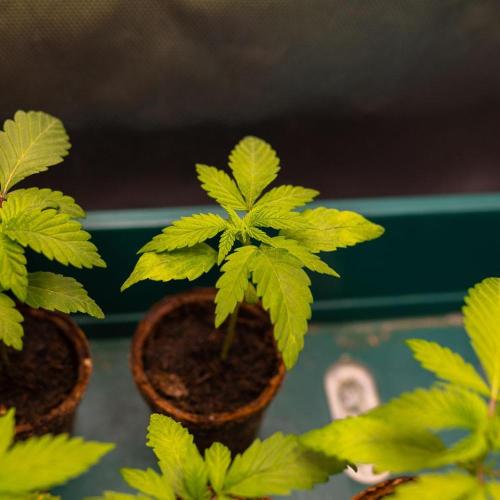 Blue Berry. Week 2
