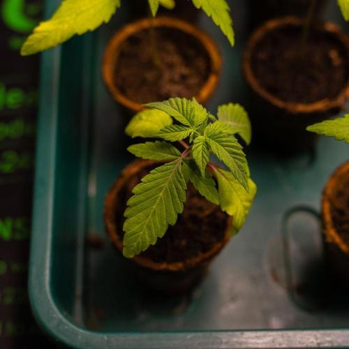 Gorilla Glue - Paradise Seeds. Week 2