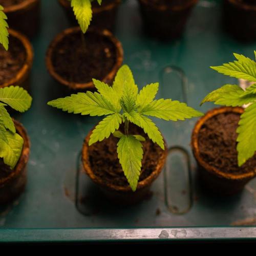San Fernando Valley Kush-Paradise Seeds. Week 2