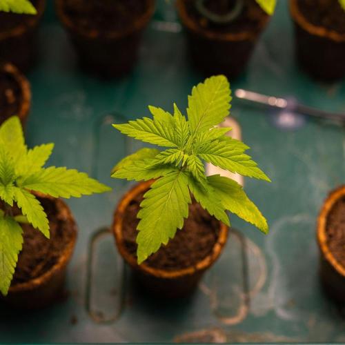 Amnesia - Paradise Seeds. Week 2