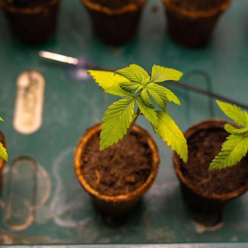 Special Kush - Paradise Seeds. Week 2
