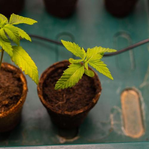 Banana Purple Auto - Paradise Seeds. Week 2