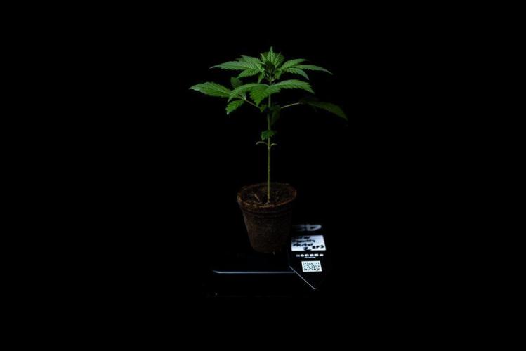 Strawberry Gorilla Auto RF3. Week 3