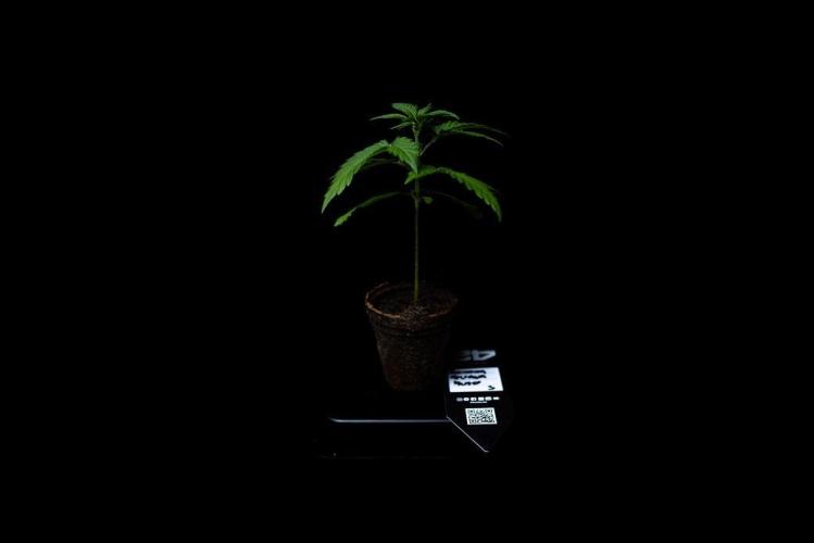Banana Guava Auto. Week 3