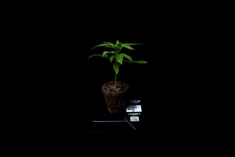 Guava Sundae Auto. Week 3