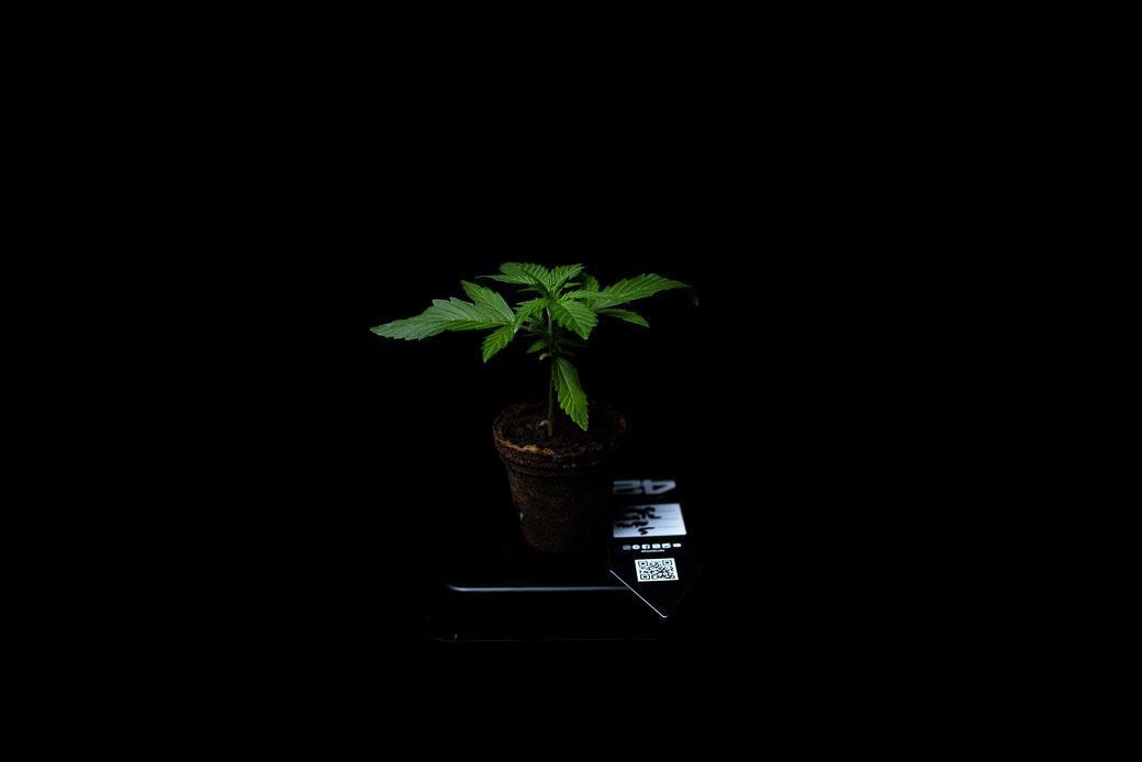 Guava Runta Auto- - FastBuds. Week 3