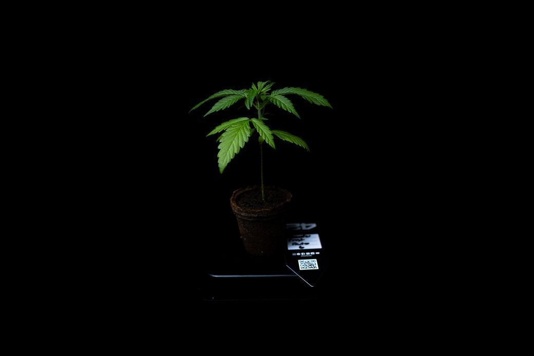 Mendo Frost Auto - Fastbuds. Week 3