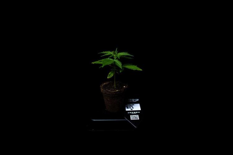 Guava Auto RF3. Week 3