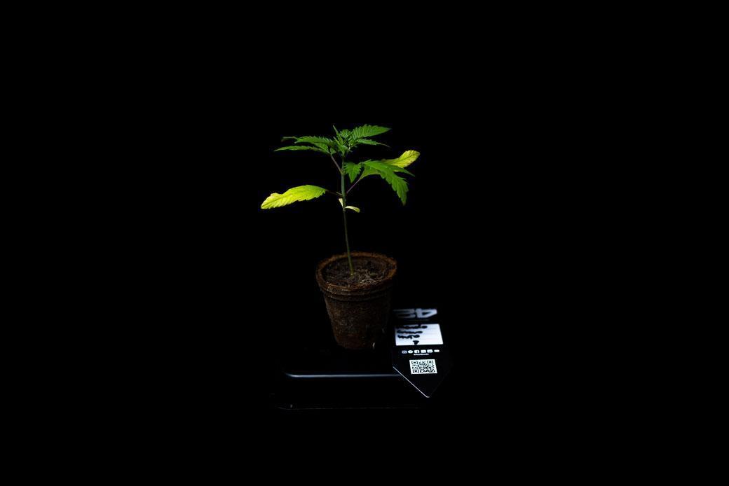 Mendo Guavo Auto. Week 3