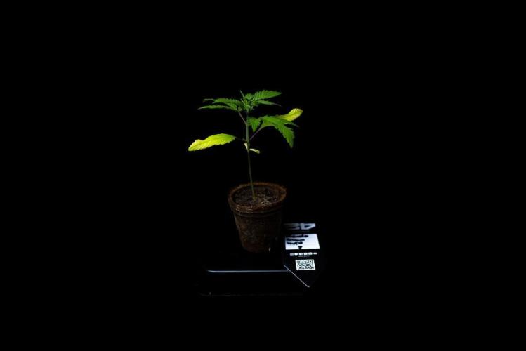 Mendo Guava Auto. Week 3