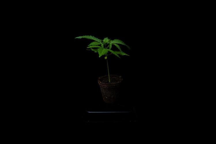 Spliffs Strawberry. Week 3