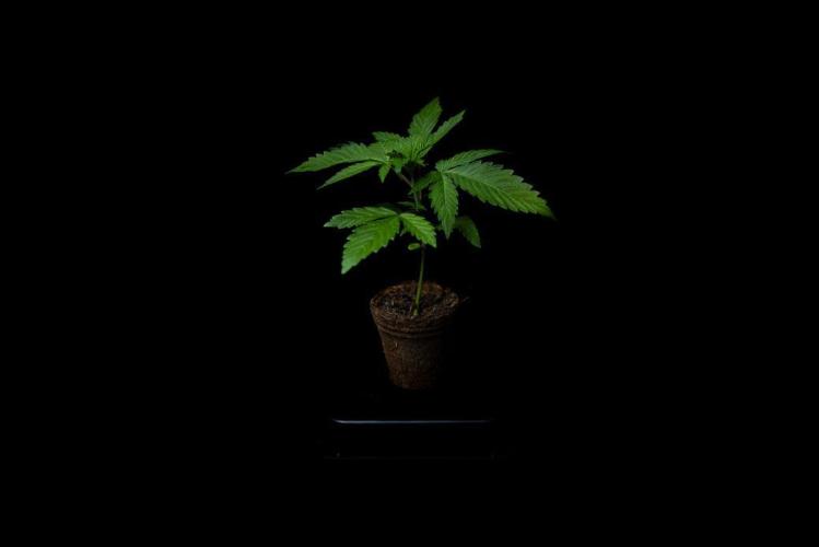 Afghani Gold. Week 3