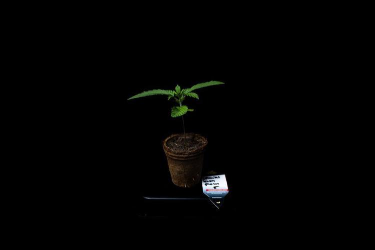 Banana Purple Auto. Week 3