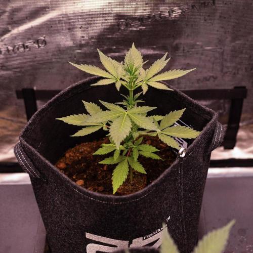 Guava Sundae Auto. Week 4