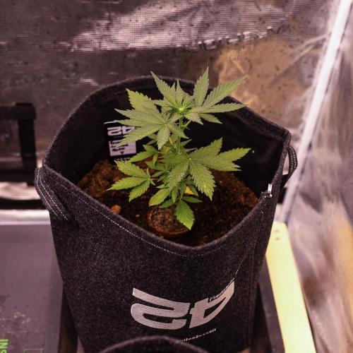 Guava Sundae Auto. Week 4