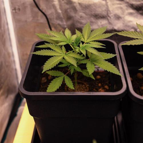 Spliffs Strawberry. Week 4