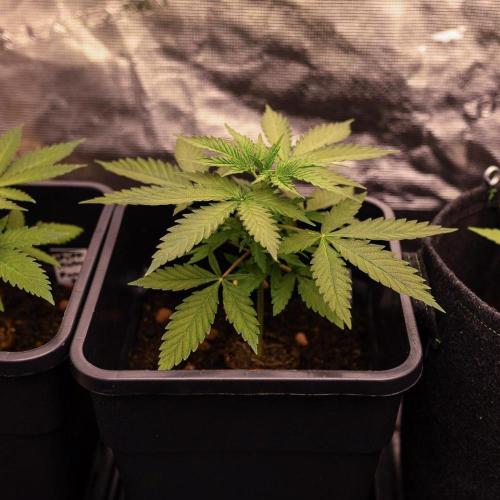 Purple Berry Kush. Week 4