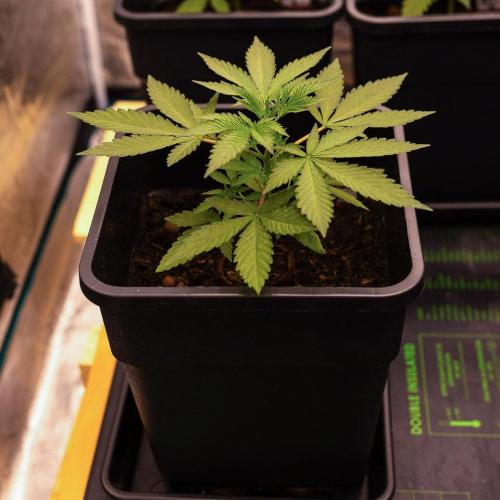 Blue Berry. Week 4