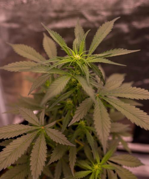Strawberry Gorilla Auto RF3 - FastBuds. Week 5
