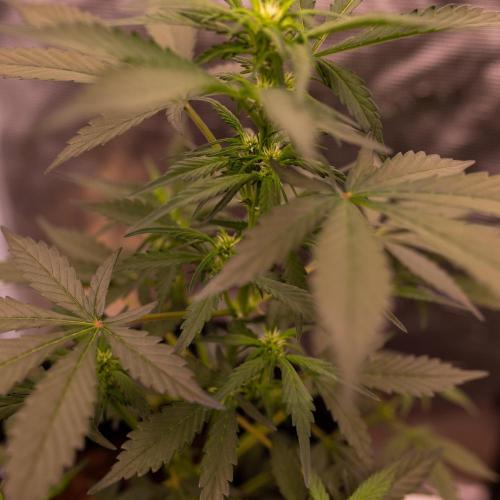 Strawberry Gorilla Auto RF3. Week 5
