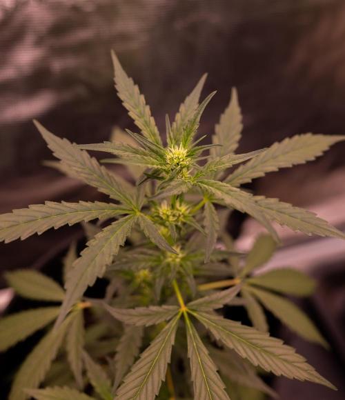 Banana Guava Auto - FastBuds. Week 5