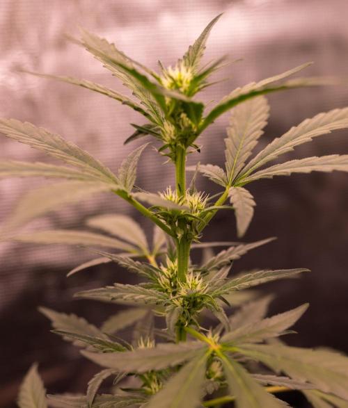 Banana Guava Auto - FastBuds. Week 5