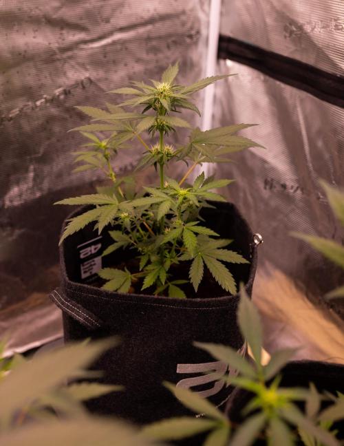 Guava Sundae Auto. Week 5