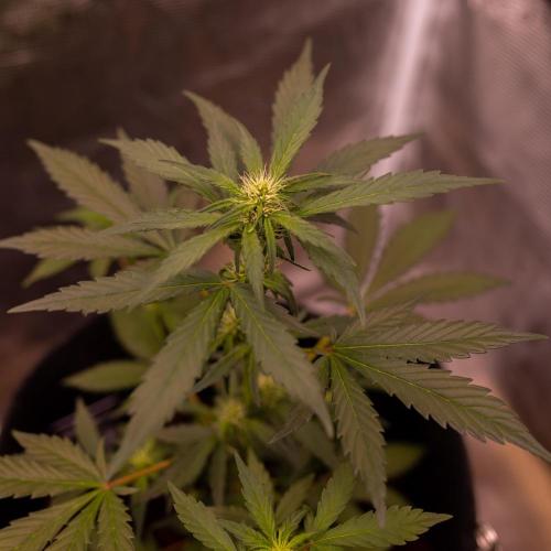 Guava Sundae Auto. Week 5