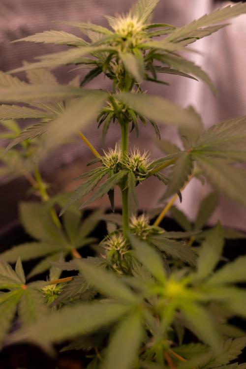 Guava Sundae Auto. Week 5